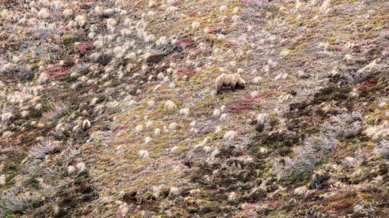 Denali National Park - 2019