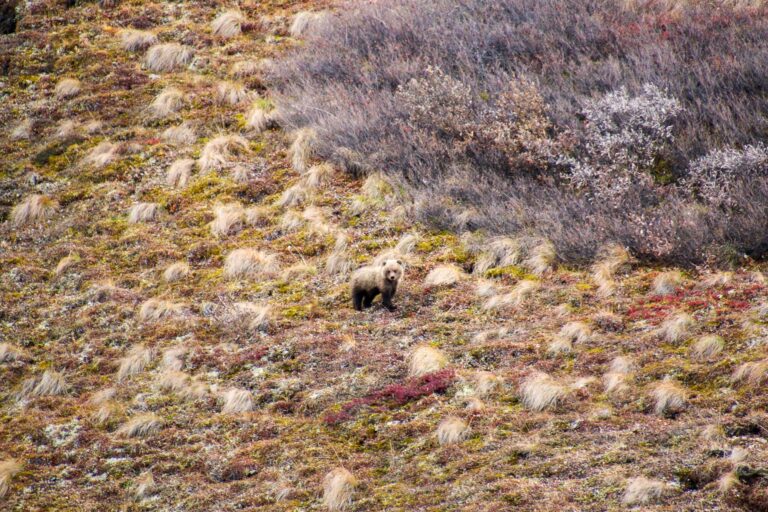 Denali National Park - 2019