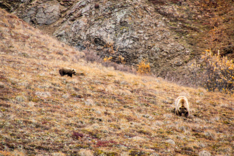 Denali National Park - 2019