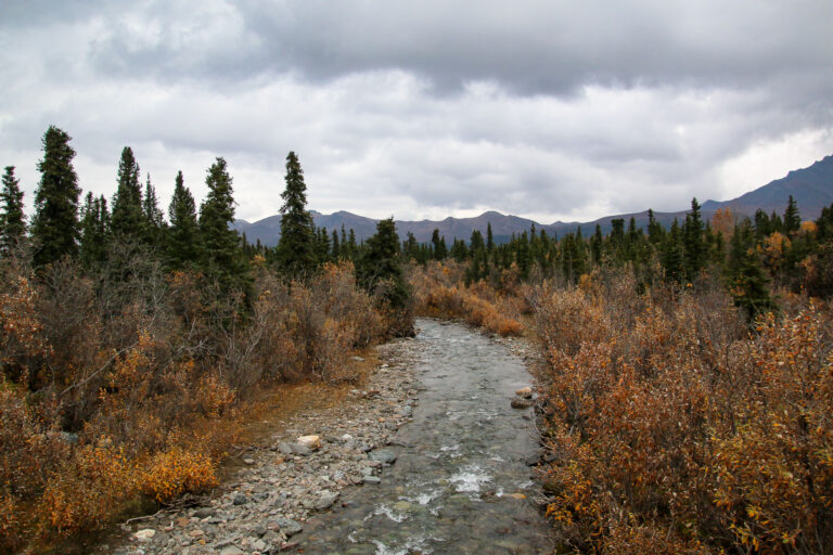 Denali National Park - 2019