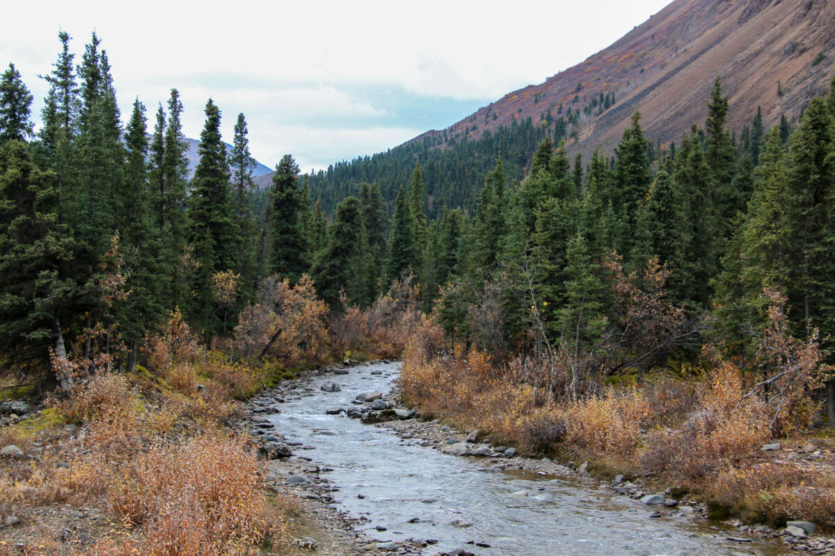 Denali National Park - 2019