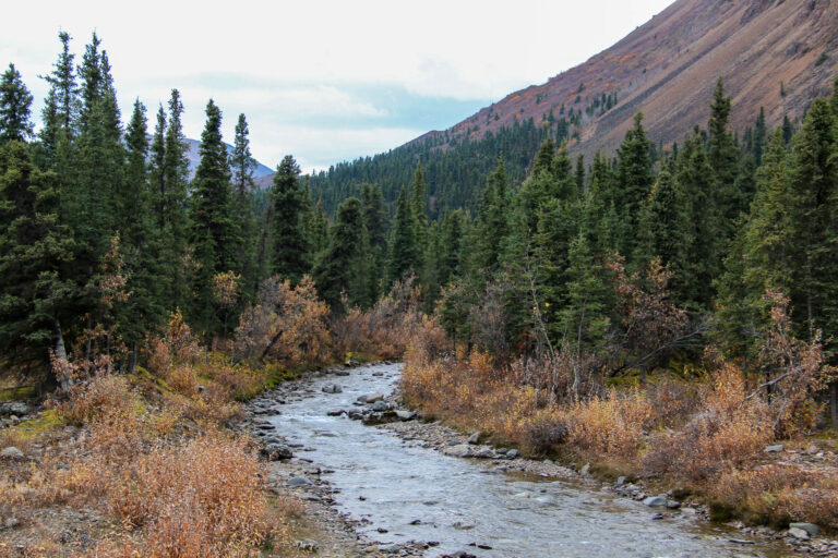Denali National Park - 2019