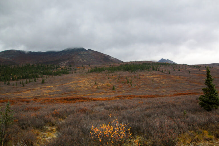 Denali National Park - 2019