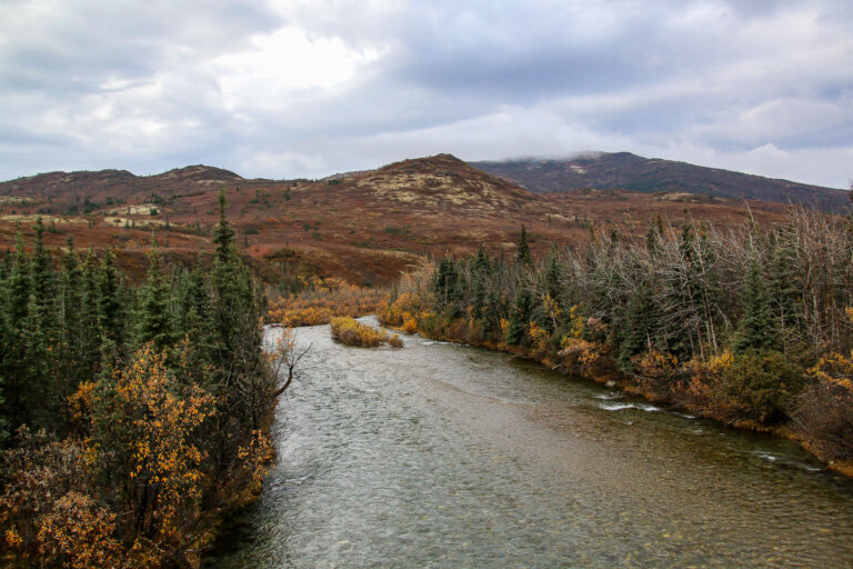 Denali National Park - 2019