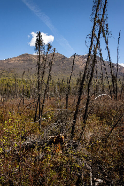 Eagle River Greenbelt Trail - 2025