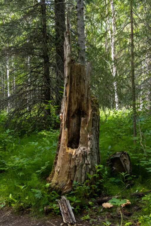 Eagle River Nature Center - 2024
