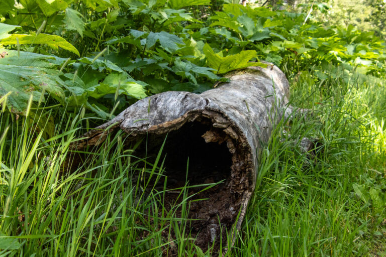 Eagle River Nature Center - 2024