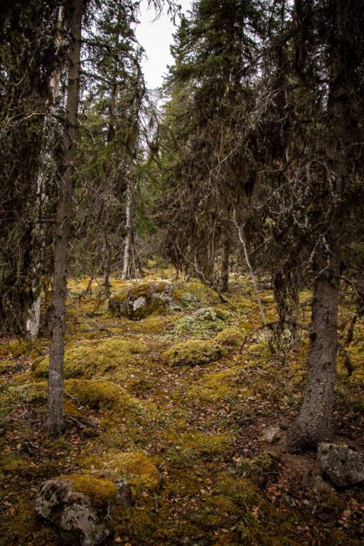 Eagle River Nature Center - Spring 2025