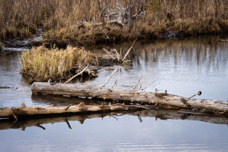 Eagle River Nature Center - Spring 2025