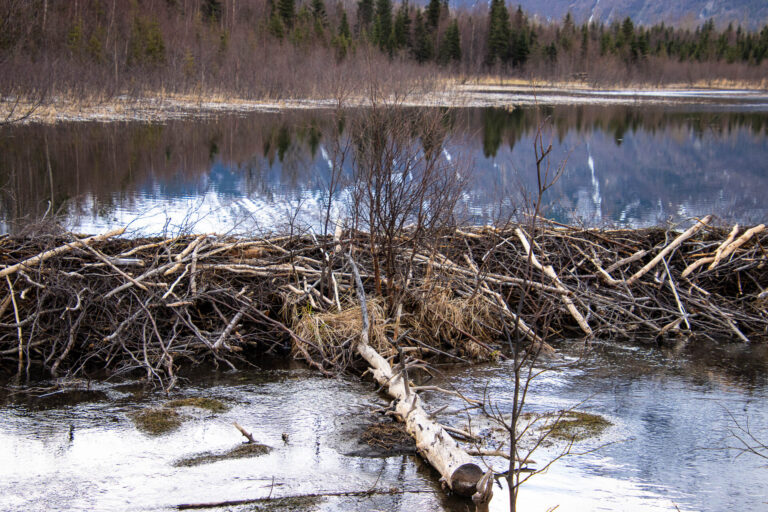 Eagle River Nature Center - Spring 2025