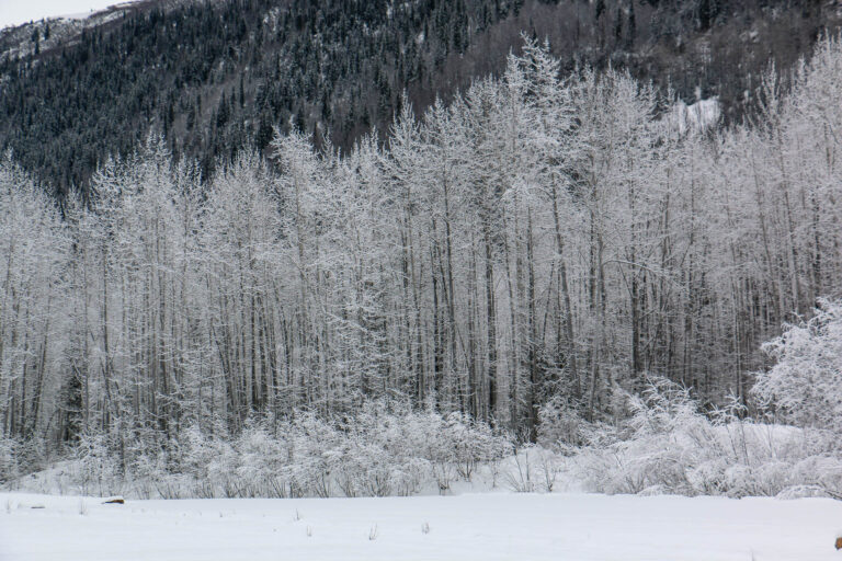 Eklutna Trailrace - Winter 2018