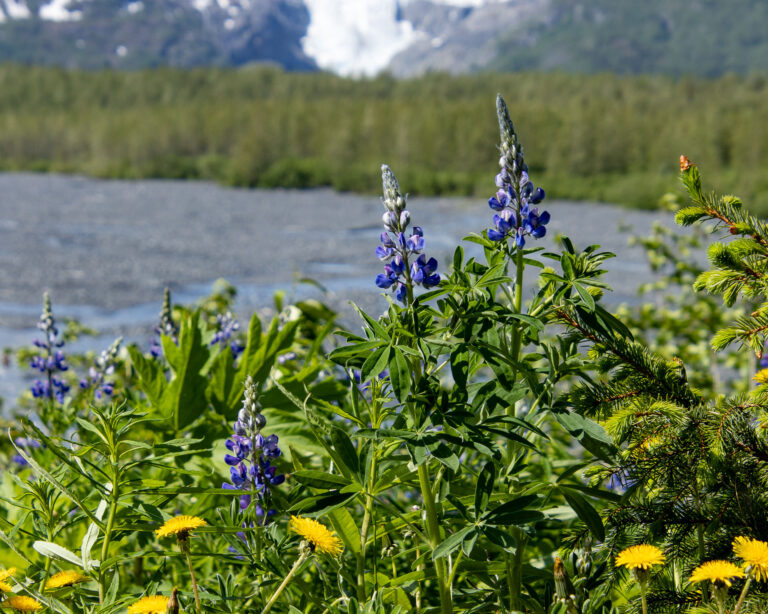 Exit Glacier - 2024