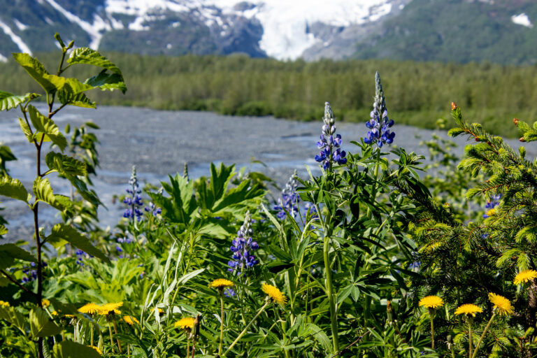 Exit Glacier - 2024