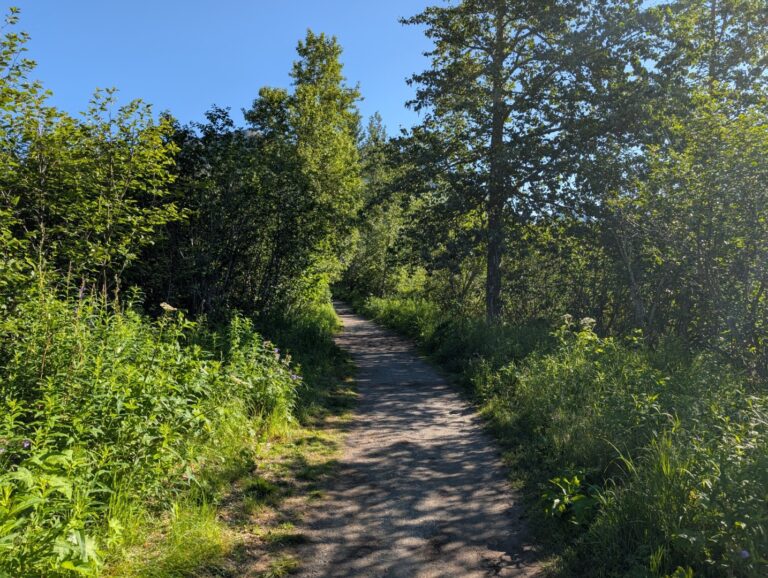Gold Mint Trail - July 2026