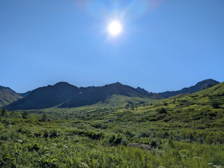 Gold Mint Trail - July 2026