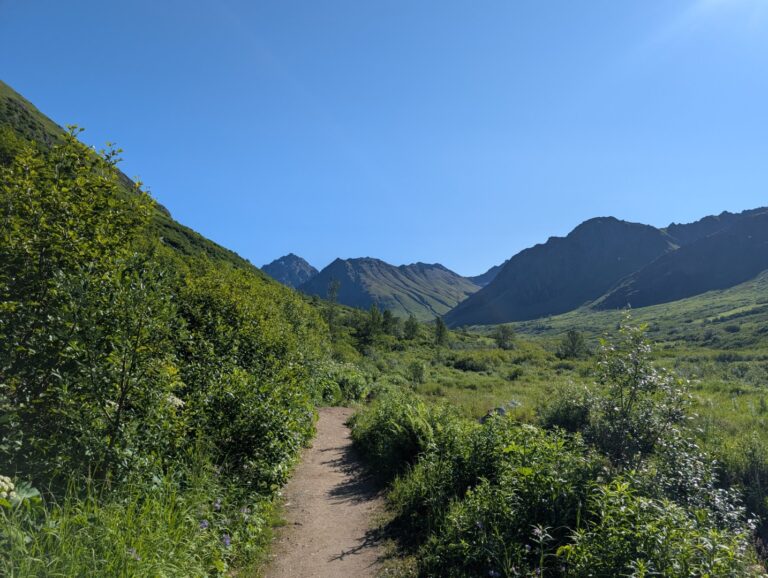 Gold Mint Trail - July 2026