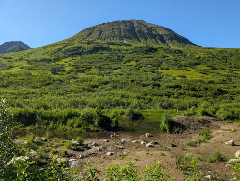 Gold Mint Trail - July 2026