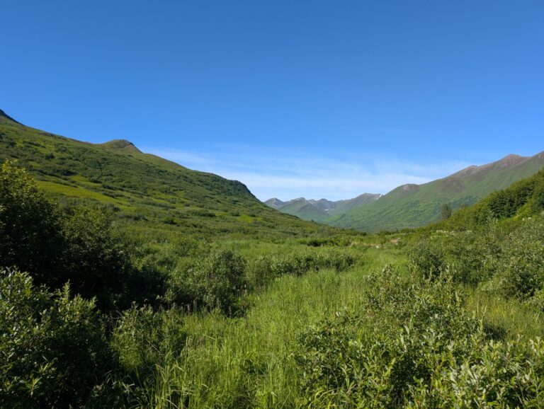 Gold Mint Trail - July 2026