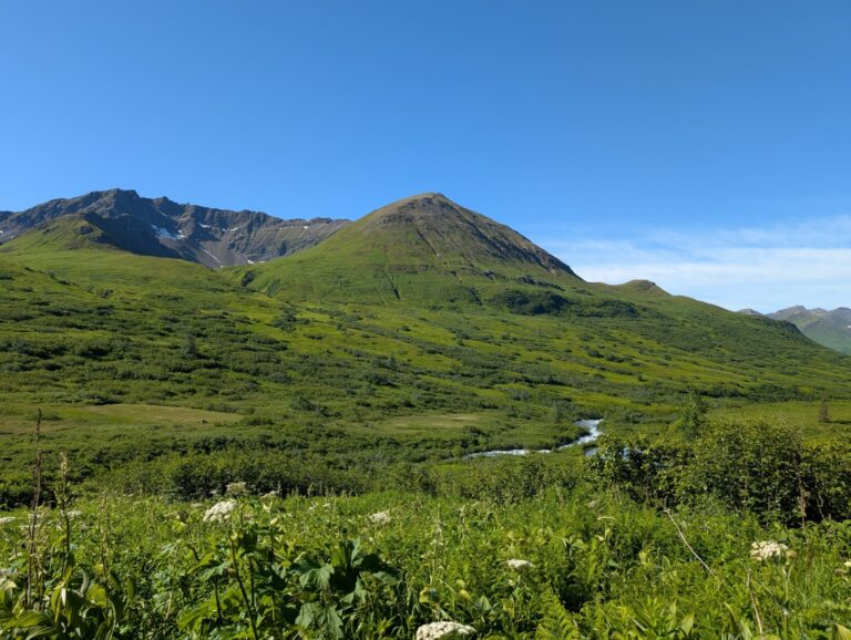 Gold Mint Trail - July 2026