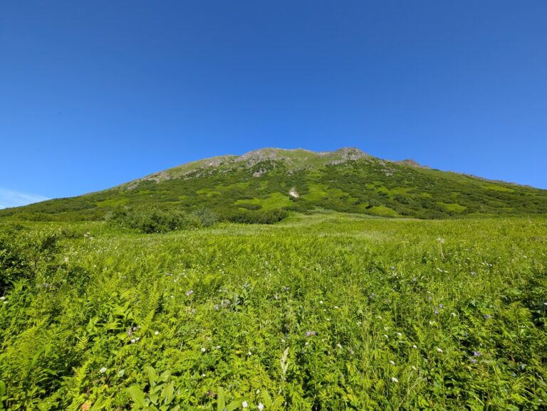Gold Mint Trail - July 2026