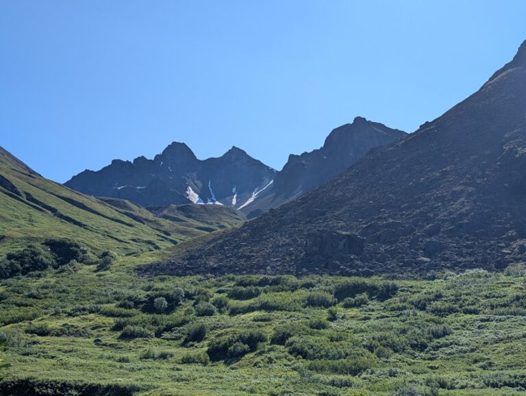 Gold Mint Trail - July 2026