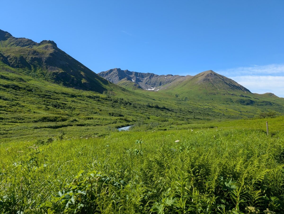 Gold Mint Trail - July 2026