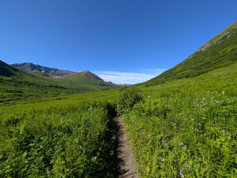 Gold Mint Trail - July 2026