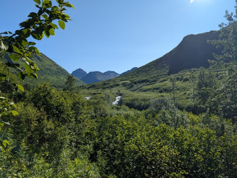 Gold Mint Trail - July 2026