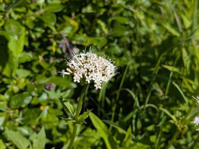 Gold Mint Trail - July 2026