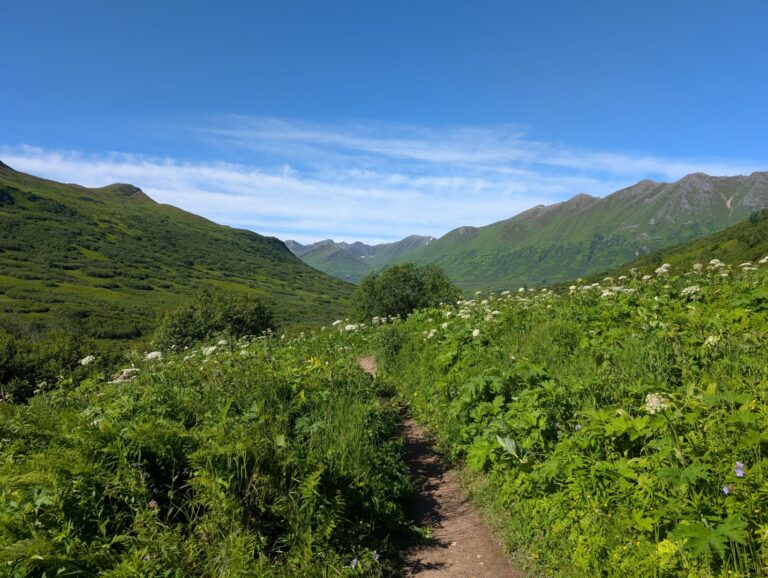 Gold Mint Trail July 2026 (21)