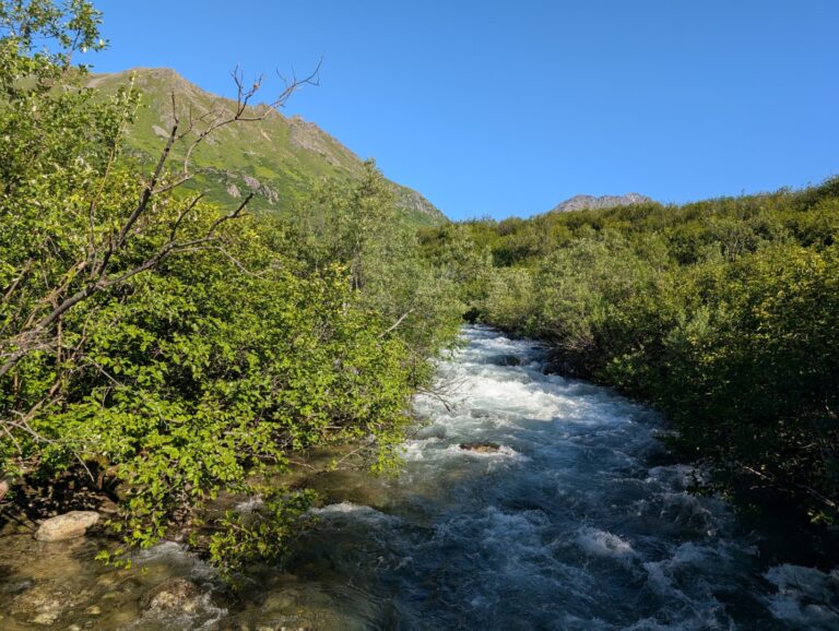 Gold Mint Trail - July 2026