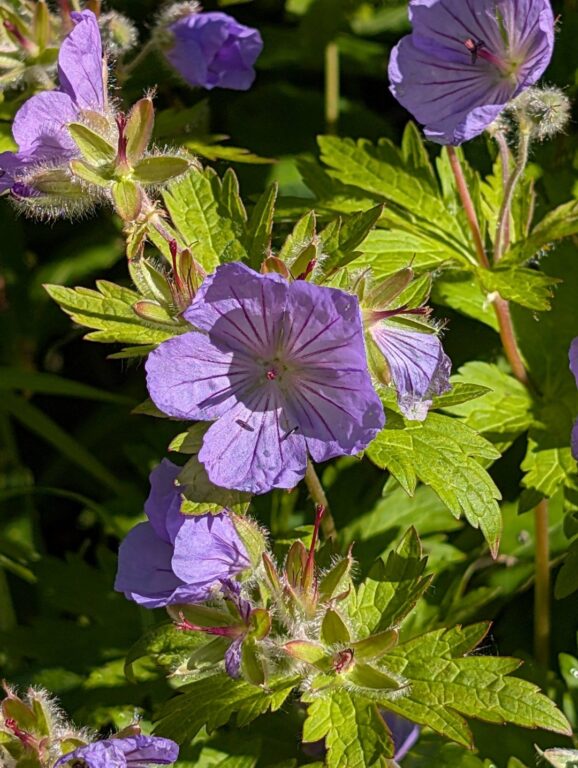 Gold Mint Trail - July 2026