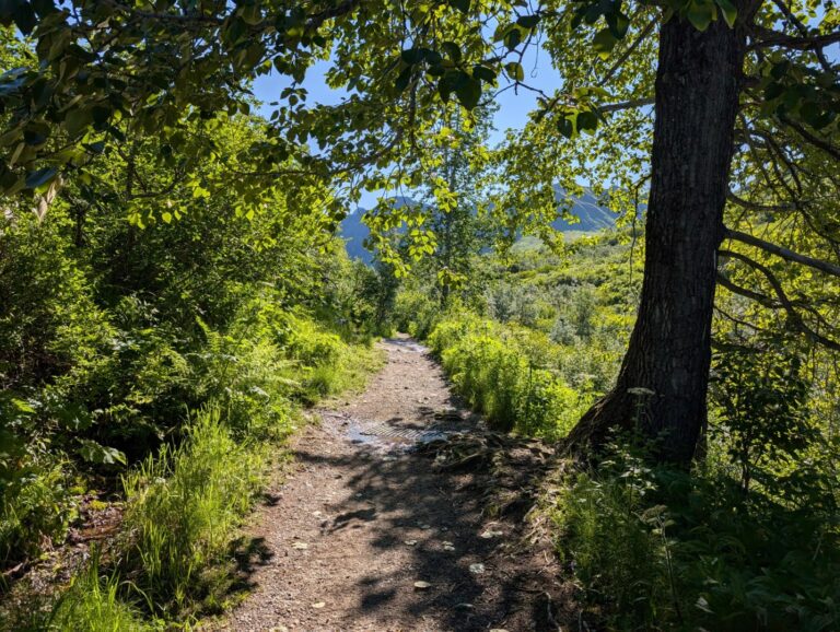 Gold Mint Trail - July 2026