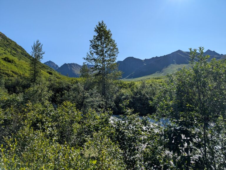 Gold Mint Trail - July 2026