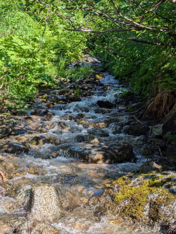 Gold Mint Trail - July 2026