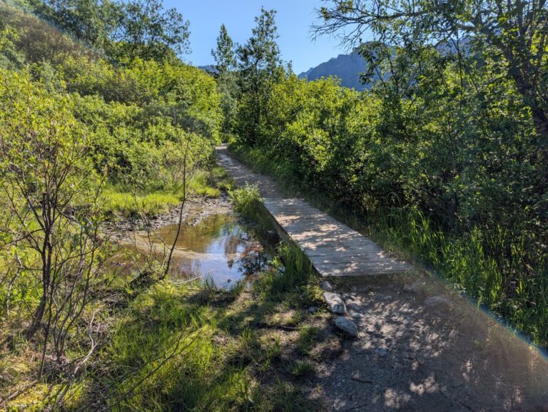 Gold Mint Trail - July 2026