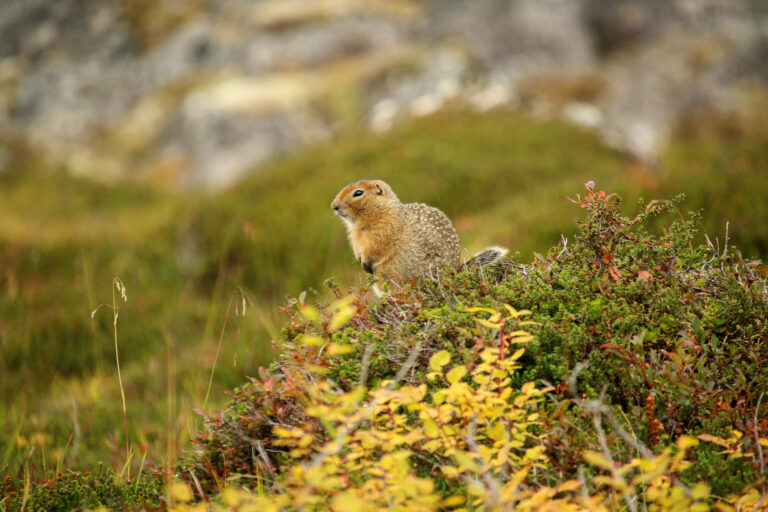 Hatcher Pass - September 2017
