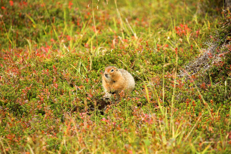 Hatcher Pass - September 2017