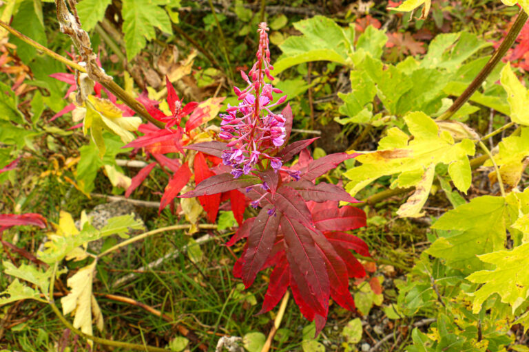 Hatcher Pass - September 2017