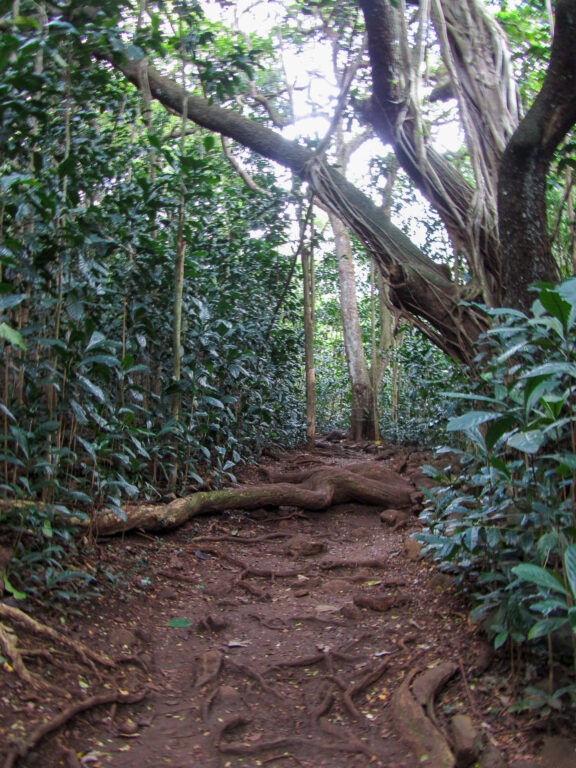 Hawaii - 2011