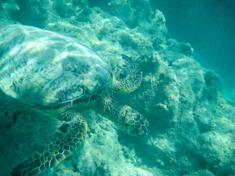 Hawaii - 2011