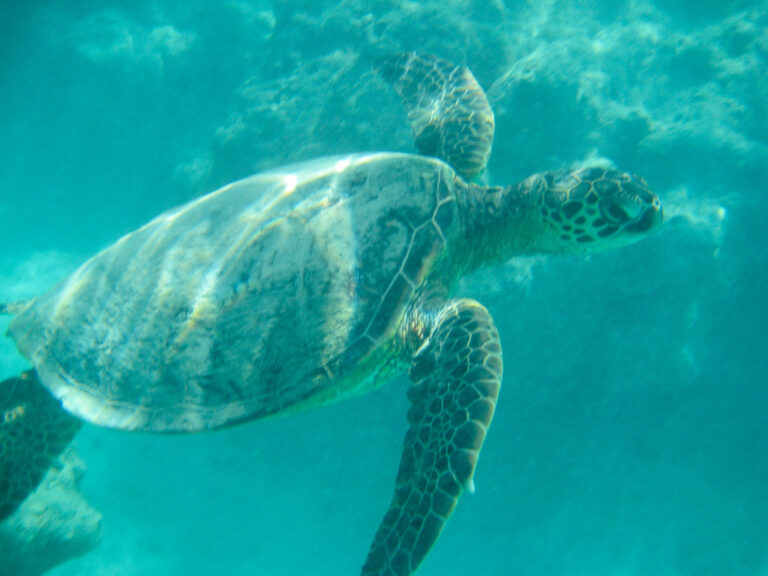 Hawaii - 2011