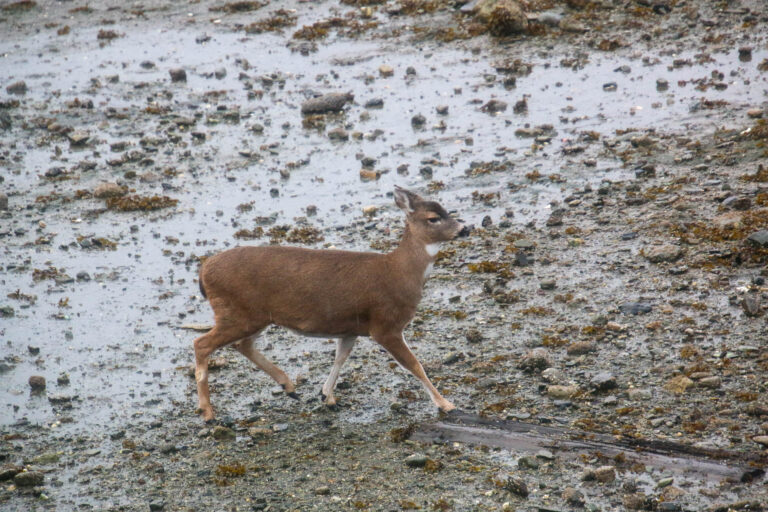 Juneau - 2018