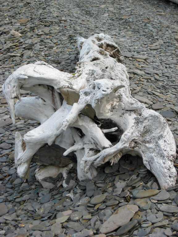 Kenai Fjords Tour - 2009