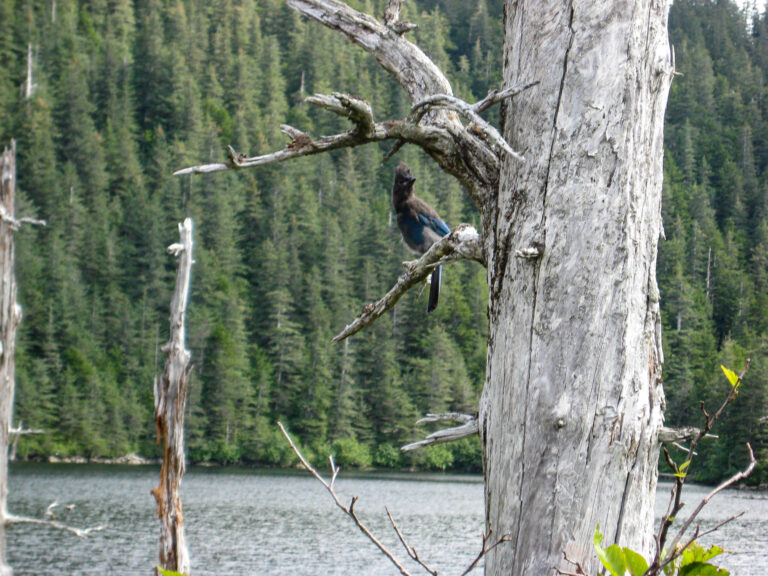 Kenai Fjords Tour - 2009