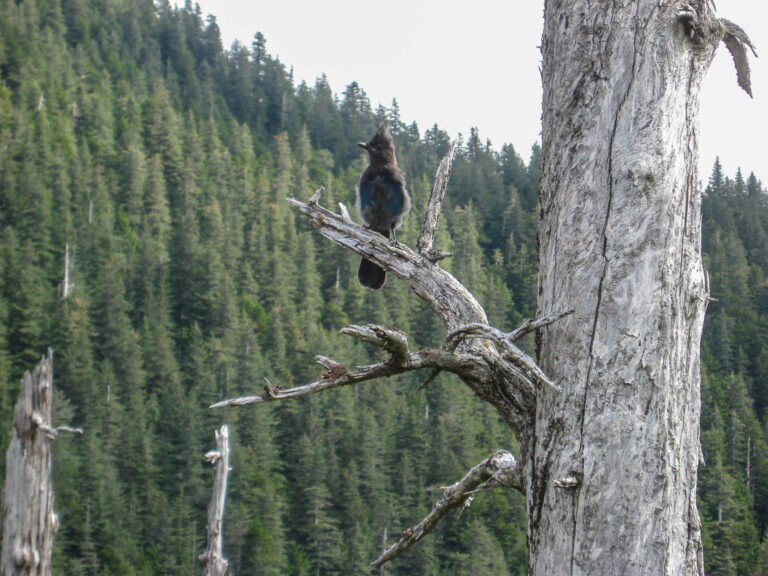 Kenai Fjords Tour - 2009