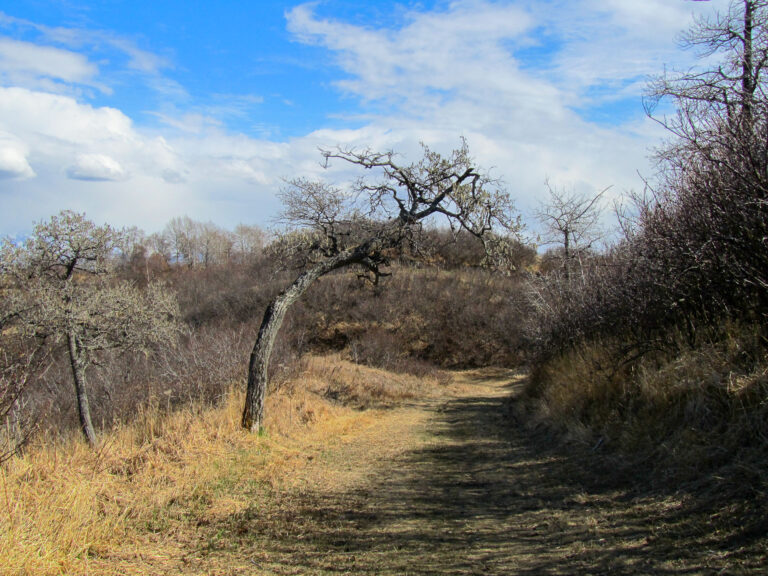 Kincaid Park - 2010