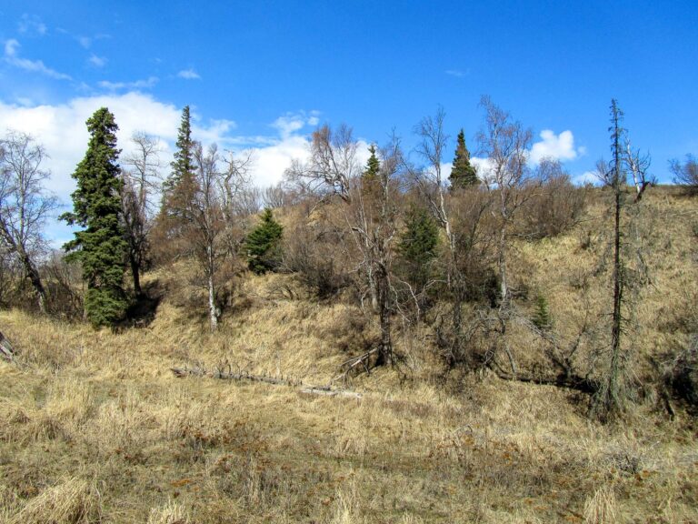 Kincaid Park - 2010