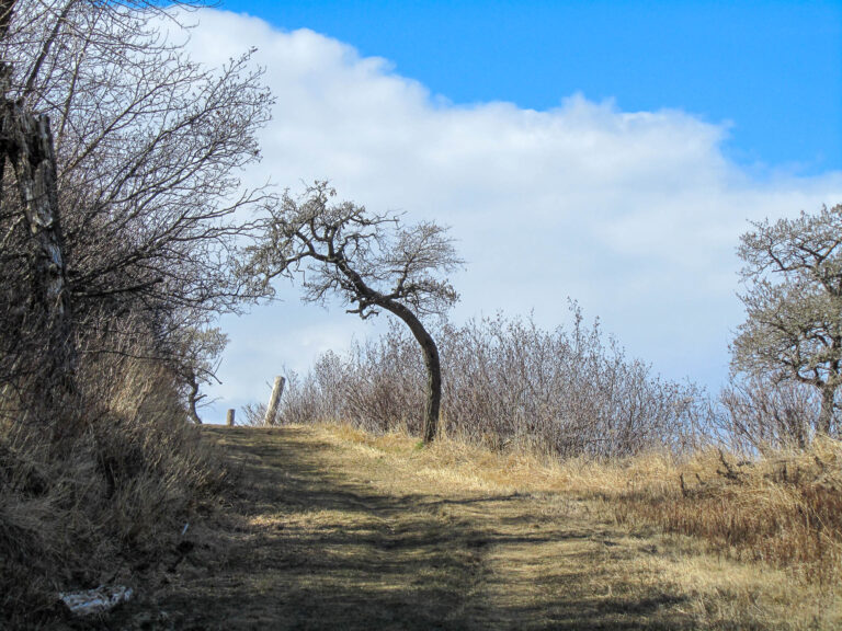 Kincaid Park - 2010