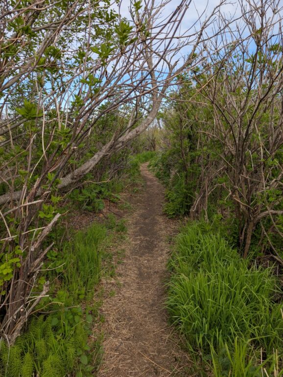 Kincaid Park - May 2026